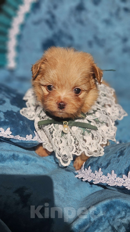 Собаки в Химках: Мальтипу мини мальчик Мальчик, 140 000 руб. - фото 1