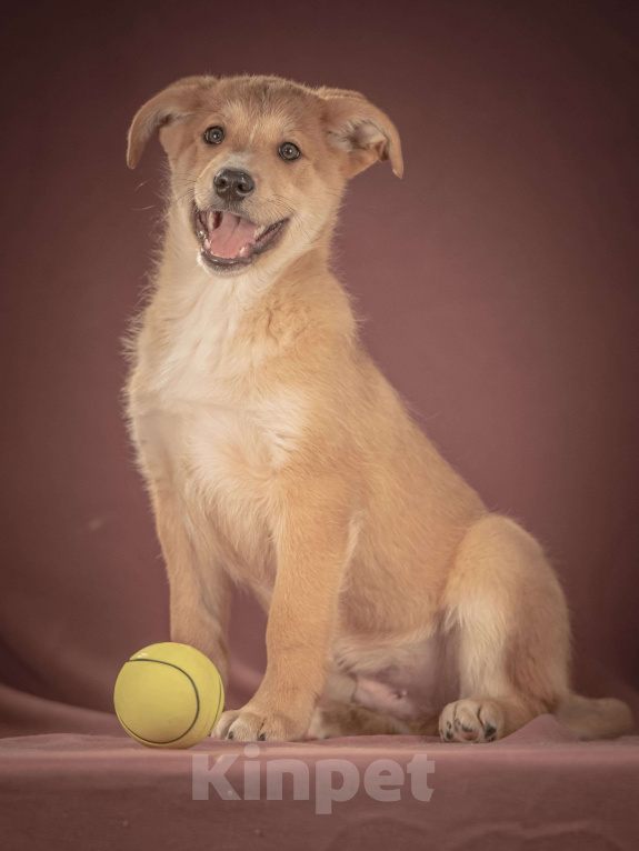 Собаки в Клине: Вьенто — задорный исследователь, который готов составить вам компанию где и когда угодно Мальчик, Бесплатно - фото 5