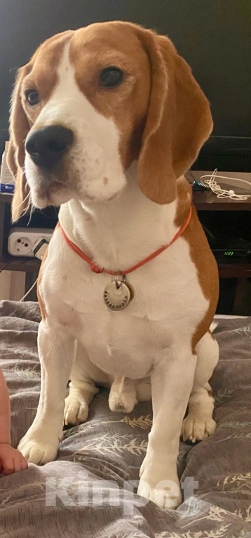 Собаки в других городах Челябинской области: Потерялась собака  Мальчик, 10 000 руб. - фото 2