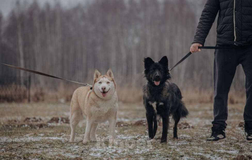 Собаки в Домодедово: В ДОБРЫЕ РУКИ  Девочка, Бесплатно - фото 5