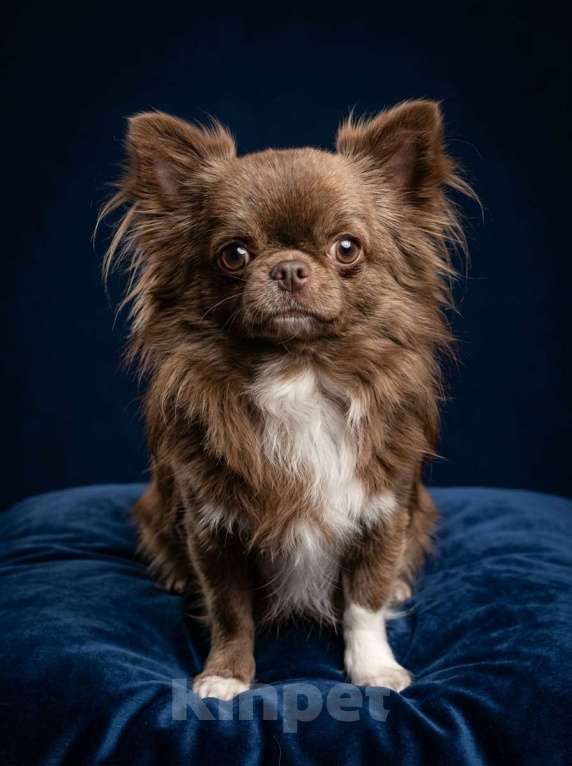 Собаки в Новосибирске: Подрощенный кобель Чихуахуа Мальчик, 25 000 руб. - фото 1