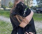 Собаки в Москве: Щенок Девочка, 120 000 руб. - фото 6
