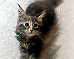 Кошки в Шатуре: Мей-кун котенок Девочка, 10 000 руб. - фото 1