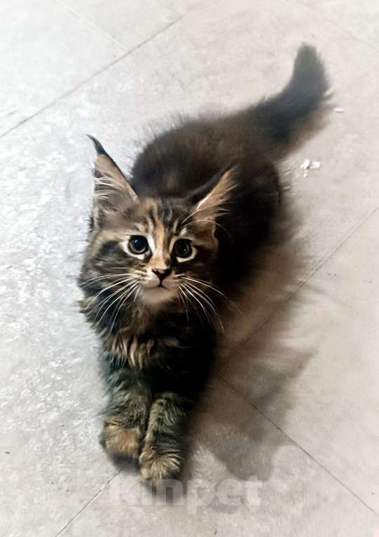 Кошки в Шатуре: Мей-кун котенок Девочка, 10 000 руб. - фото 1