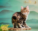 Кошки в Москве: Котик Курильского Бобтейла в золоте Мальчик, Бесплатно - фото 2