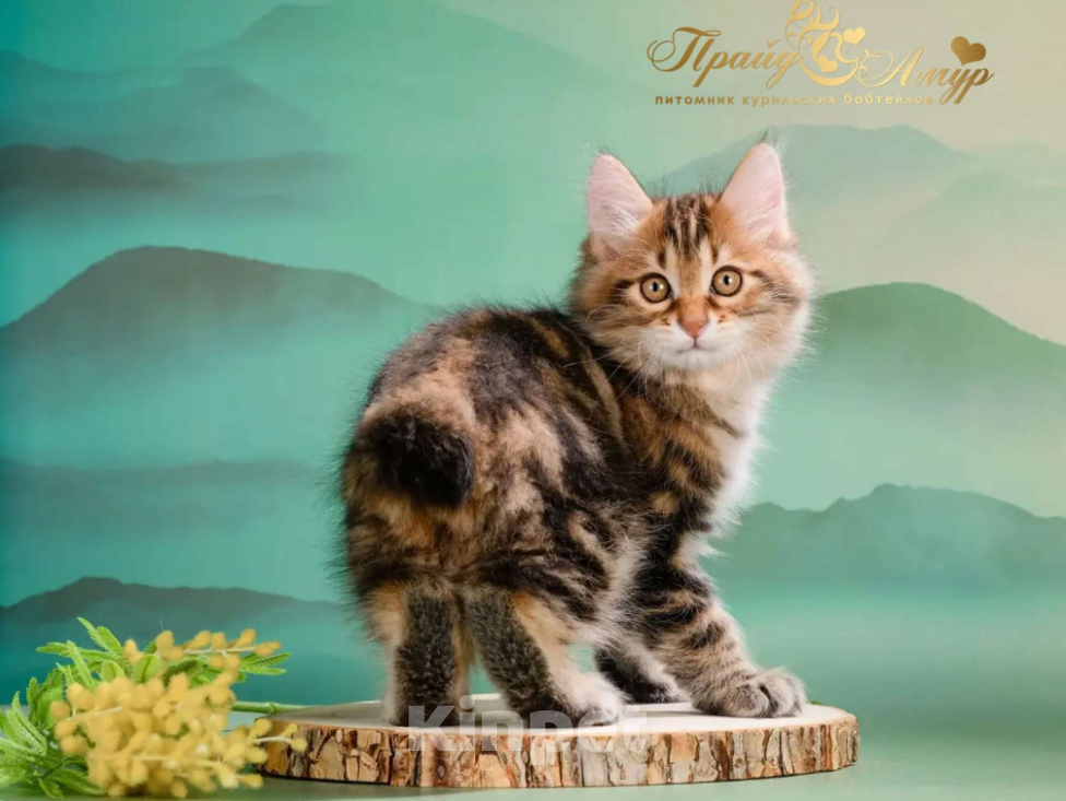 Кошки в Москве: Котик Курильского Бобтейла в золоте Мальчик, Бесплатно - фото 2