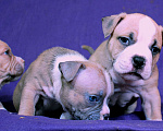 Собаки в Владимире: Американскиц булли. Щенки Разнополые, 80 000 руб. - фото 7