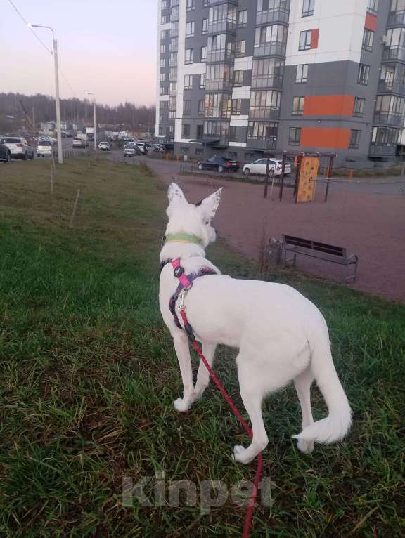 Собаки в Санкт-Петербурге: Очень красивая и добрая собака ищет дом Девочка, Бесплатно - фото 2