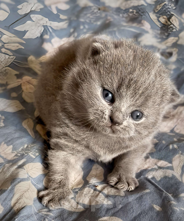 Кошки в Москве: Британские элитные котята  Мальчик, Бесплатно - фото 2