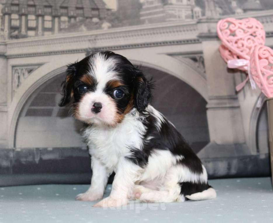 Собаки в Воронеже: Кавалер кинг чарльз спаниель триколор Девочка, 100 000 руб. - фото 2