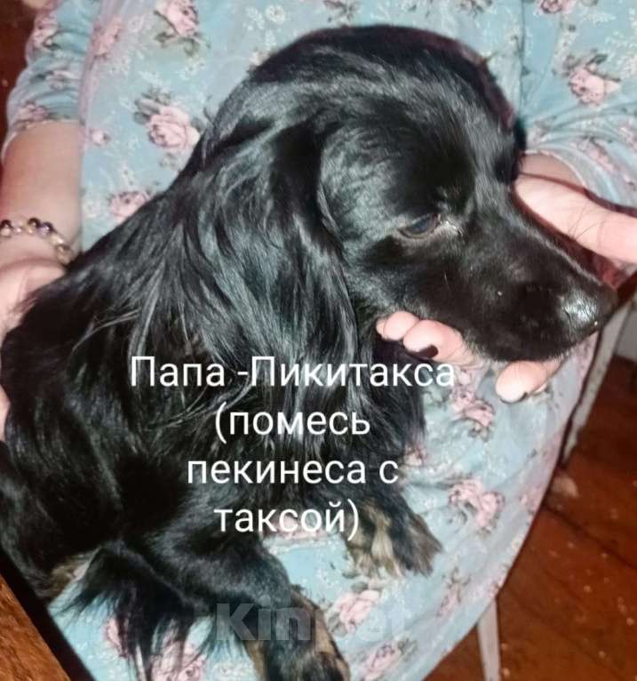 Собаки в других городах Рязанской области: Щенки дорки Мальчик, 3 000 руб. - фото 5