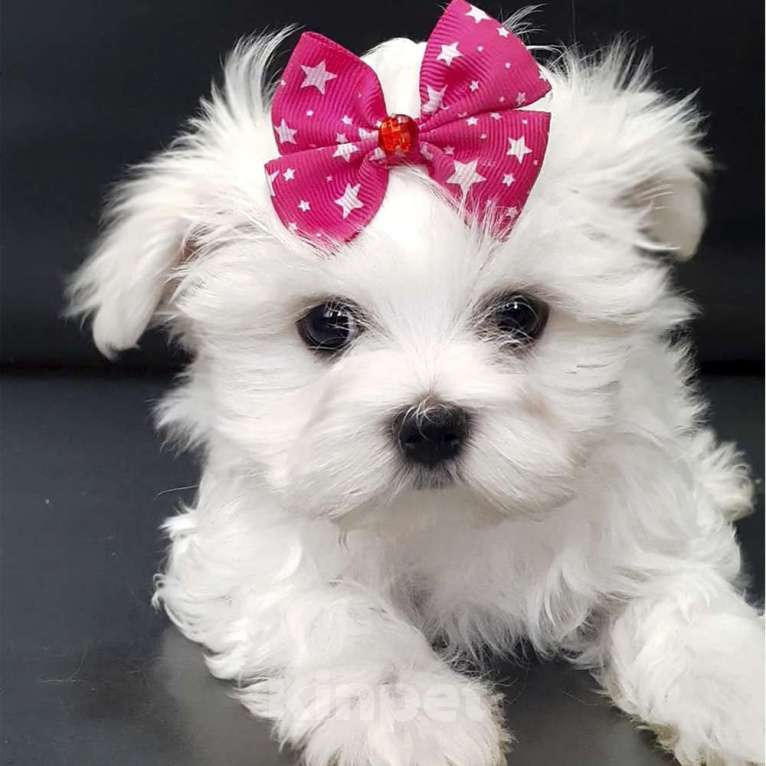 Собаки в Зеленограде: Мальтезе мальчик, мальтийская болонка Мальчик, 60 000 руб. - фото 3