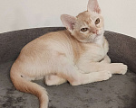 Кошки в Краснодаре: Котик европейской бурмы редкого окраса Мальчик, 30 000 руб. - фото 3
