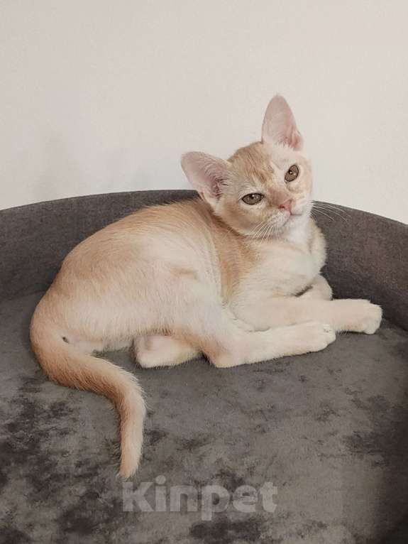 Кошки в Краснодаре: Котик европейской бурмы редкого окраса Мальчик, 30 000 руб. - фото 3