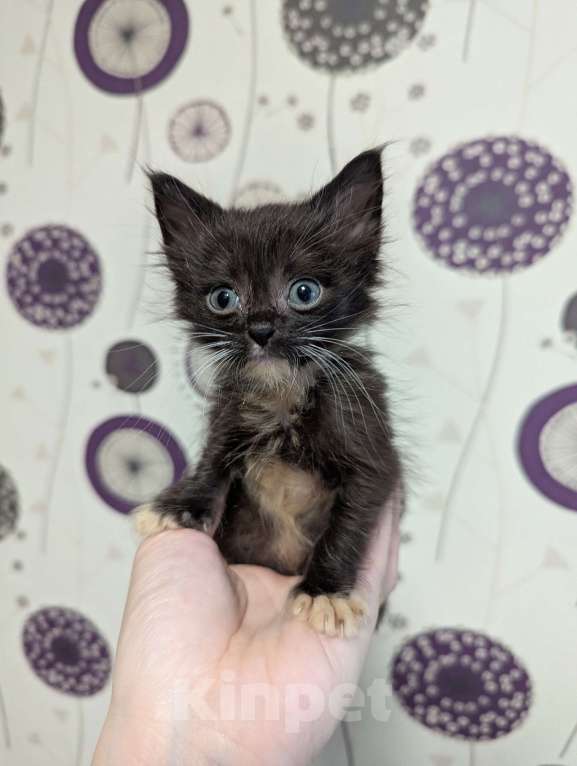 Кошки в Ижевске: котенок в добрые руки Мальчик, Бесплатно - фото 1