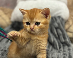 Кошки в Краснодаре: Манчкин минуэт Лонг Девочка, 5 000 руб. - фото 5
