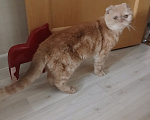Кошки в Самаре: найдена вислоухая кошечка Девочка, Бесплатно - фото 2