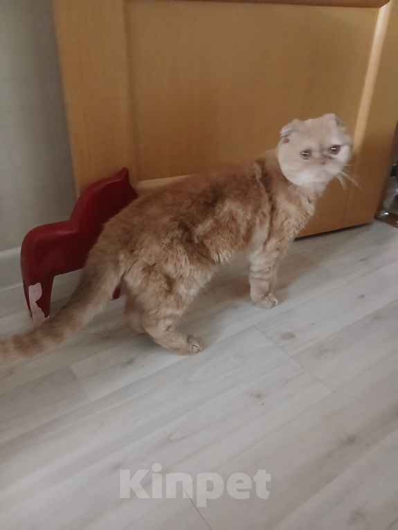 Кошки в Самаре: найдена вислоухая кошечка Девочка, Бесплатно - фото 2