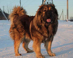 Собаки в Иркутске: Вязка, 10 000 руб. - фото 5