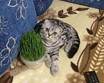Кошки в Стерлитамаке: Вязка, кот, 1 000 руб. - фото 9