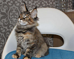 Кошки в Болхове: Котята Мейн-кун, 20 000 руб. - фото 1