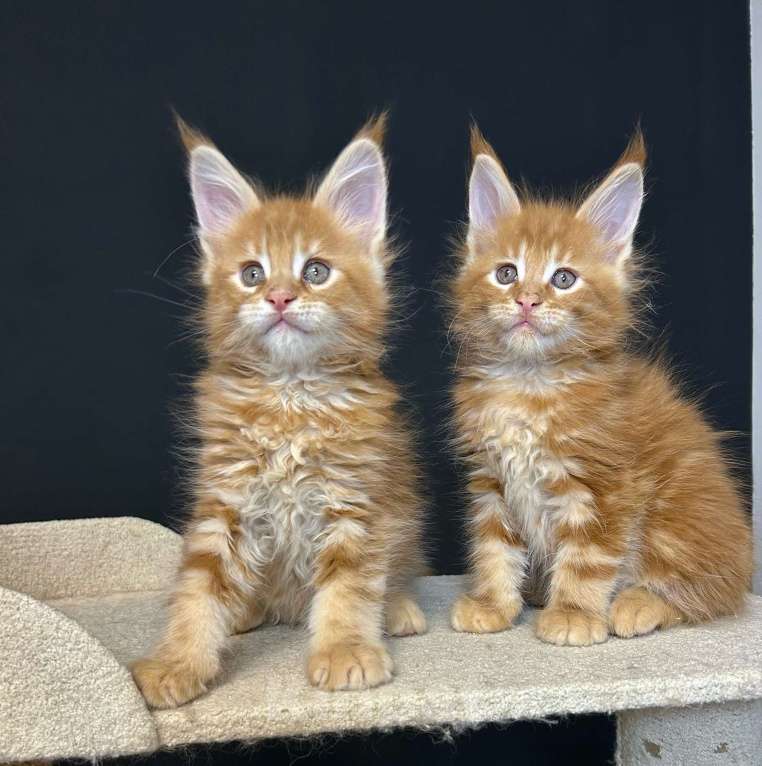 Кошки в Екатеринбурге: Красные мраморные мальчики Мальчик, 50 000 руб. - фото 4