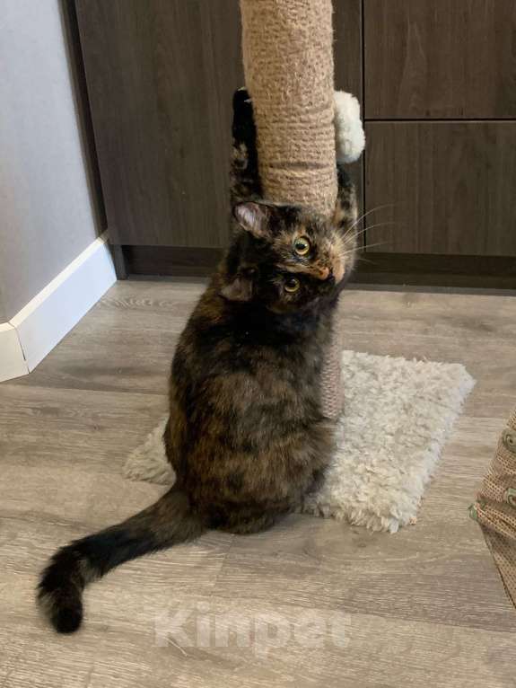 Кошки в Санкт-Петербурге: Марфуша Девочка, Бесплатно - фото 2