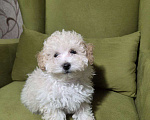 Собаки в Москве: Малыш Мальтипу Мальчик, Бесплатно - фото 2