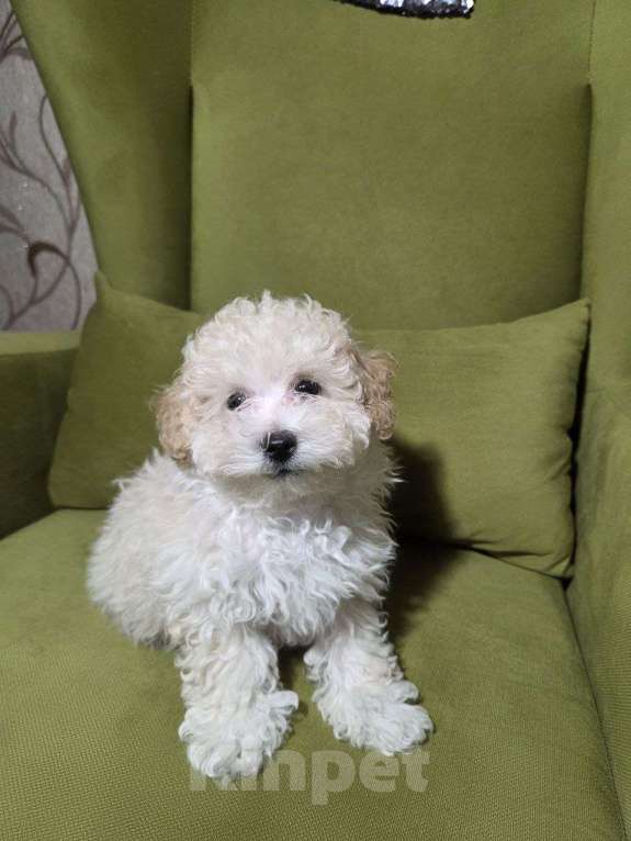 Собаки в Москве: Малыш Мальтипу Мальчик, Бесплатно - фото 2