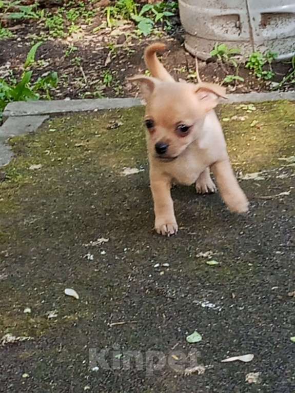 Собаки в Москве: Чихуахуа Мальчик, 25 000 руб. - фото 2