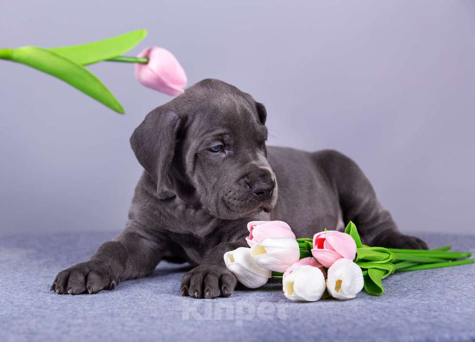 Собаки в Нижнем Новгороде: Немецкий Дог Чемпион Моего Сердца (Розовая лента) Девочка, 100 000 руб. - фото 4