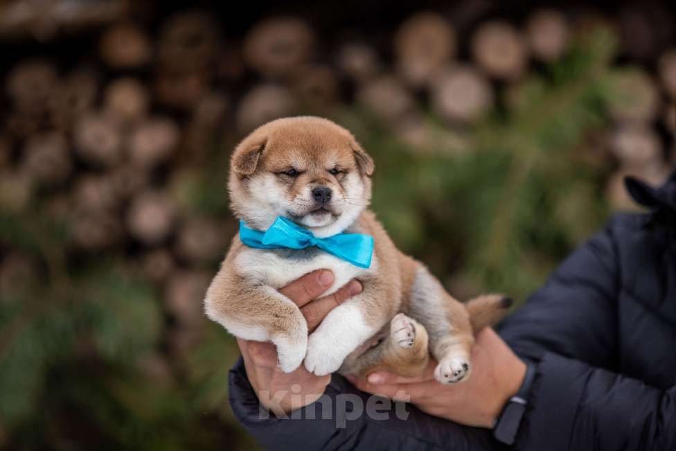 Собаки в Москве: Щенки сиба питомник  KuranDOGS Мальчик, 70 000 руб. - фото 2