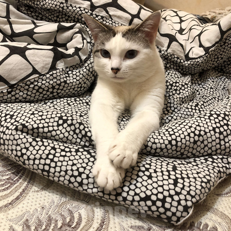 Кошки в Оренбурге: Миса Девочка, Бесплатно - фото 7