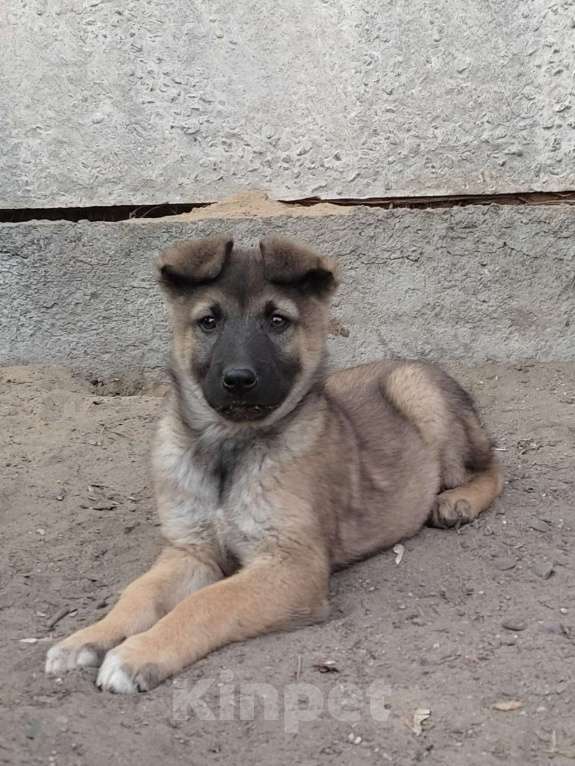 Собаки в Курске: Щенок в добрые руки  Девочка, 10 руб. - фото 2