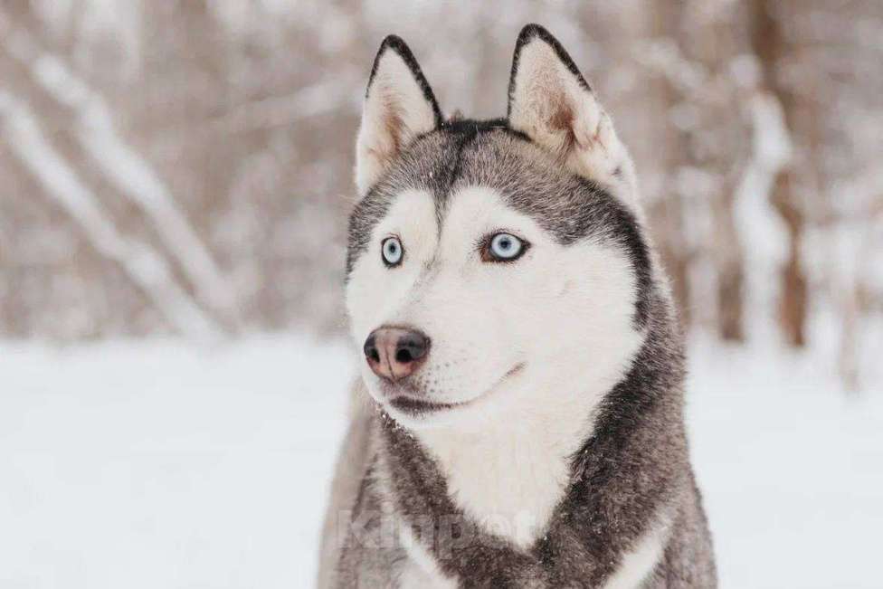 Собаки в Москве: Астерия ищет дом Девочка, Бесплатно - фото 6