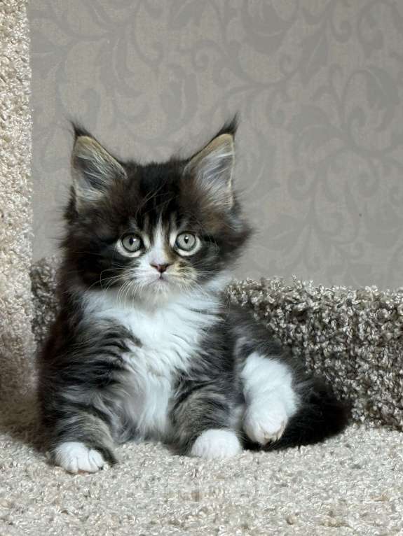 Кошки в Новосибирске: Мейкун  Девочка, Бесплатно - фото 3