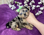 Собаки в Москве: Голубоглазый йорк мальчик мраморный Мальчик, 120 000 руб. - фото 1
