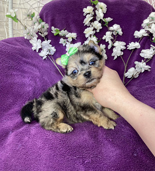 Объявление: Голубоглазый йорк мальчик мраморный, 120 000 руб., Москва