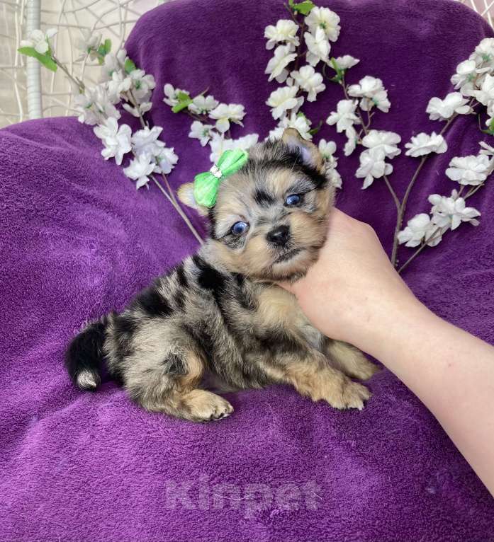 Собаки в Москве: Голубоглазый йорк мальчик мраморный Мальчик, 120 000 руб. - фото 1