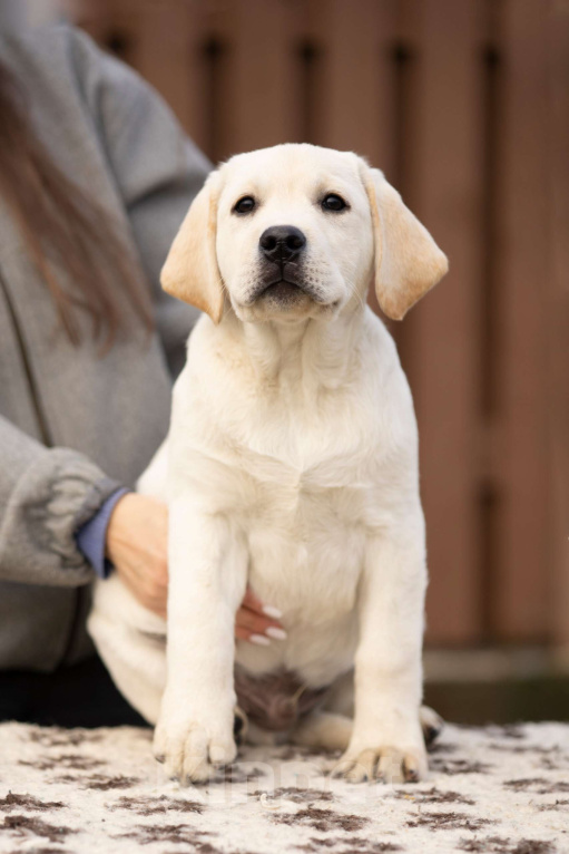 Собаки в Санкт-Петербурге: Породные Щенки  Лабрадора  Мальчик, Бесплатно - фото 3