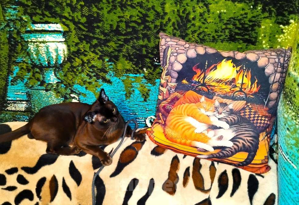 Кошки в Балашихе: Вязка с Бурманским котом 2года Мальчик, Бесплатно - фото 5