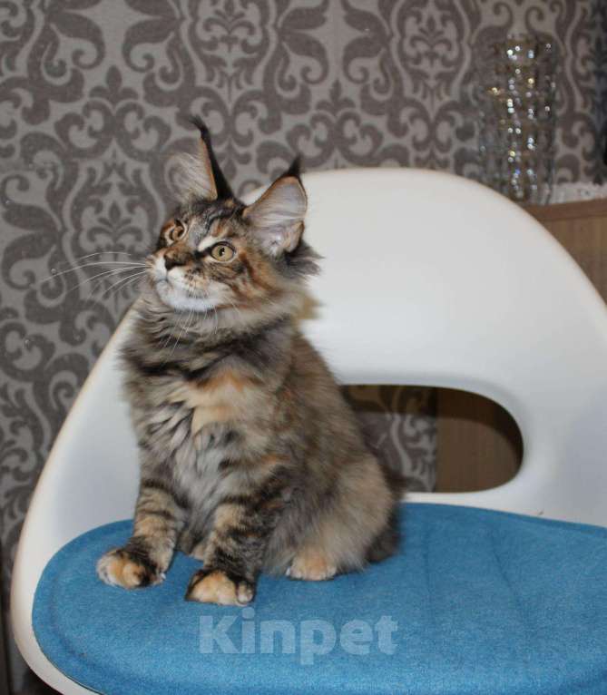 Кошки в Болхове: Котята Мейн-кун, 20 000 руб. - фото 1
