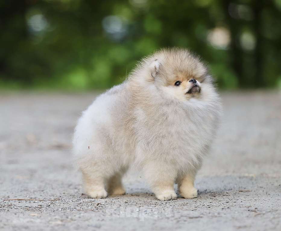 Собаки в Москве: Мальчик померанского шпица медвежьего типа Мальчик, 130 000 руб. - фото 9