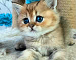 Кошки в Мытищах: Золотой тикированный  Мальчик, 12 000 руб. - фото 5