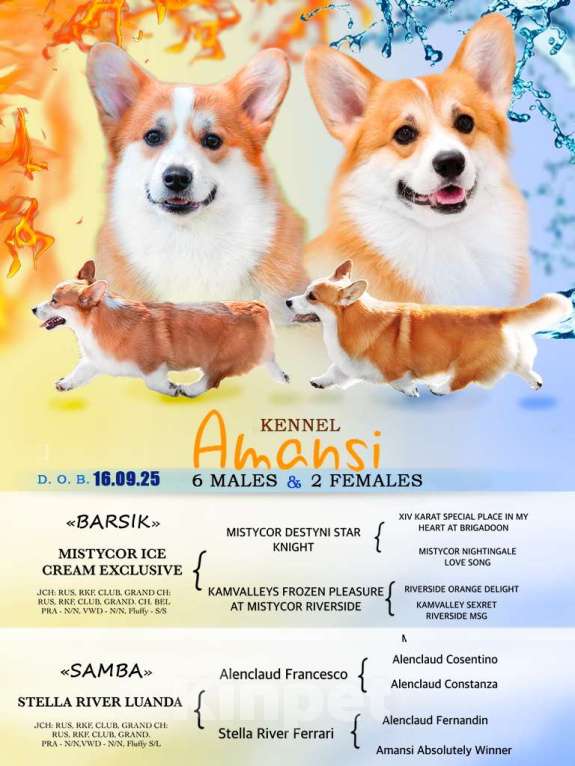 Собаки в Москве: Аманси Бранль Мальчик, 75 000 руб. - фото 3