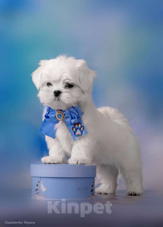 Собаки в Хабаровске: Щенок мальтезе Мальчик, 80 000 руб. - фото 3