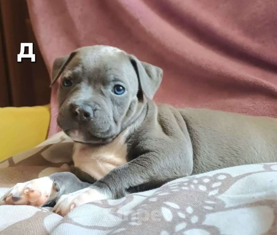 Собаки в Самаре: Очаровательнве щенки амстаффа Мальчик, 80 000 руб. - фото 7