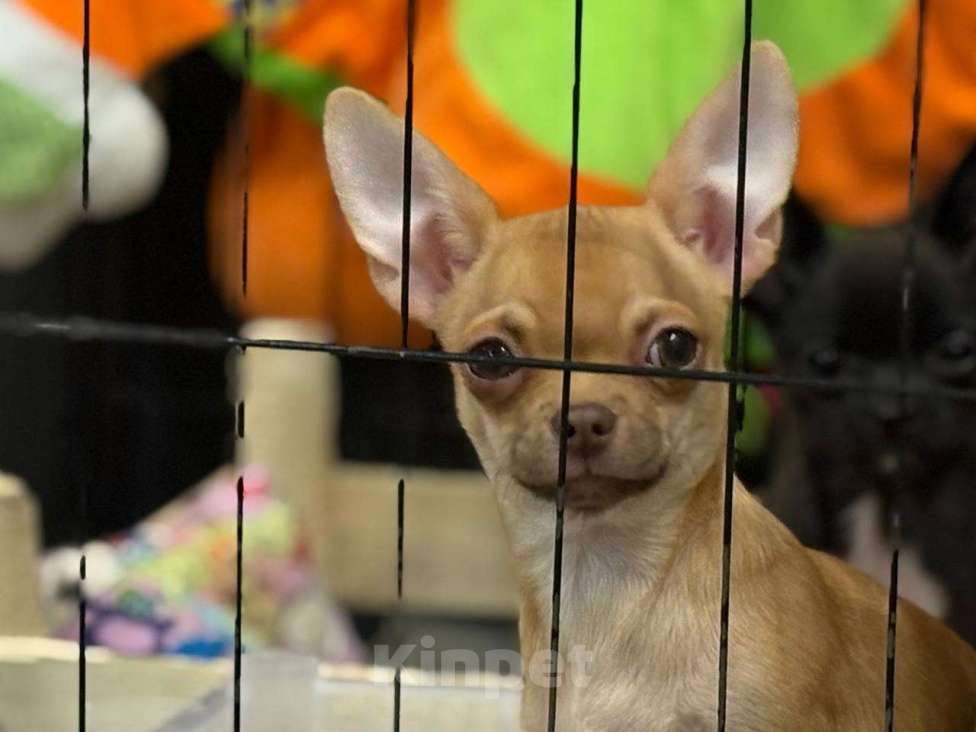 Собаки в Ульяновске: Щенки чихуахуа мальчики. Мальчик, 35 000 руб. - фото 3