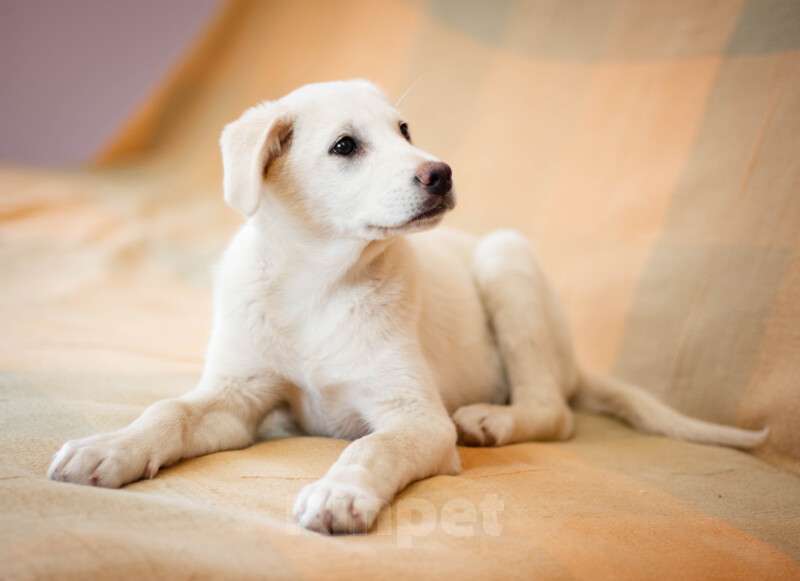 Собаки в Москве: Щенки от аусси и лабрадора в добрые руки Девочка, Бесплатно - фото 7