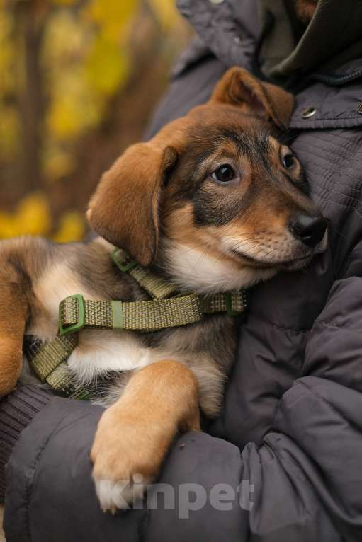 Собаки в Санкт-Петербурге: Девочка 2 Девочка, Бесплатно - фото 6